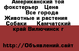 Американский той фокстерьер › Цена ­ 25 000 - Все города Животные и растения » Собаки   . Камчатский край,Вилючинск г.